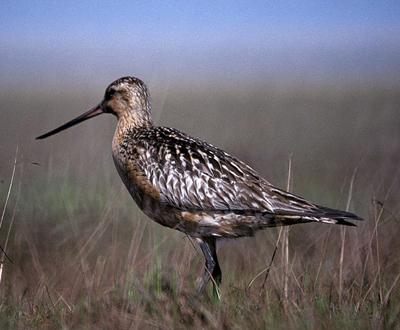 Топ-10 самых удивительных рекордов представителей фауны