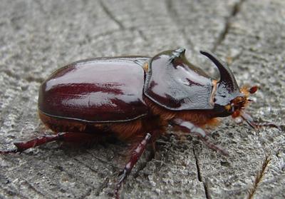 Топ-10 самых удивительных рекордов представителей фауны