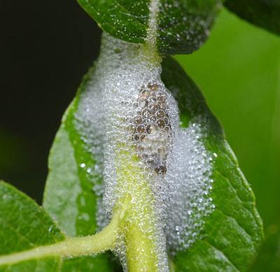 Топ-10 самых удивительных рекордов представителей фауны