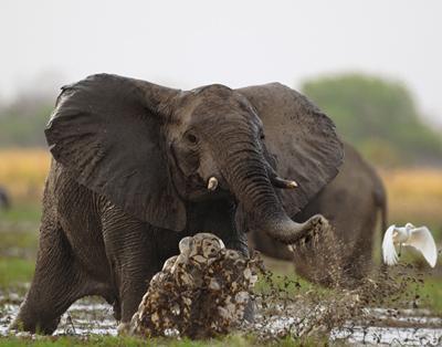 Топ-10 самых удивительных рекордов представителей фауны