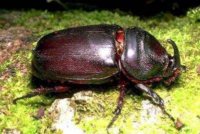 Топ-10 самых удивительных рекордов представителей фауны