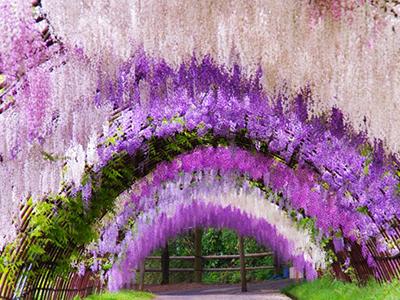 Топ-10 самых красивых в мире тоннелей из деревьев