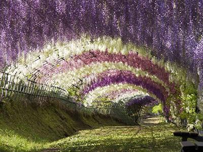 Топ-10 самых красивых в мире тоннелей из деревьев