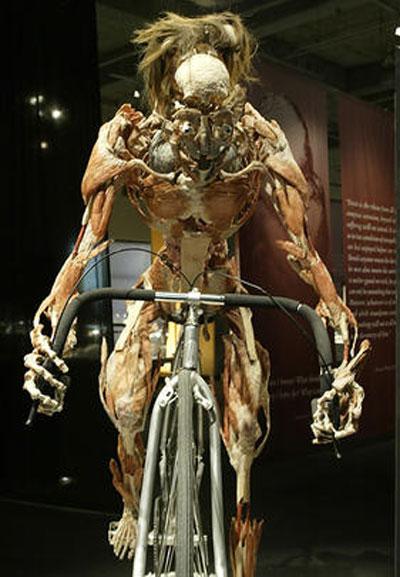 Пластинатор Гюнтер фон Хагенс преподнёс «рождественский  сюрприз»