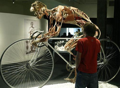 Пластинатор Гюнтер фон Хагенс преподнёс «рождественский  сюрприз»