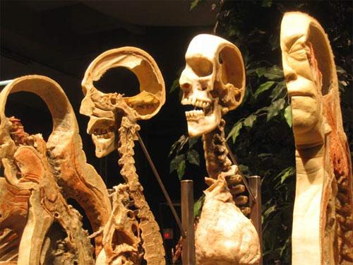 Пластинатор Гюнтер фон Хагенс преподнёс «рождественский  сюрприз»