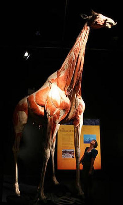 Пластинатор Гюнтер фон Хагенс преподнёс «рождественский  сюрприз»