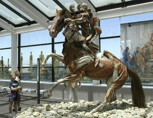 Пластинатор Гюнтер фон Хагенс преподнёс «рождественский  сюрприз»