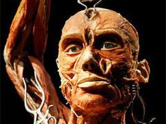 Пластинатор Гюнтер фон Хагенс преподнёс «рождественский  сюрприз»