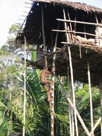 Самые удивительное жилье на деревьях
