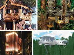 Самые удивительное жилье на деревьях