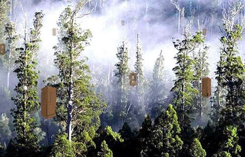 Самые удивительное жилье на деревьях