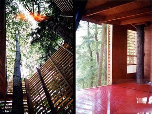 Самые удивительное жилье на деревьях