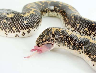 50 удивительных фото змей накануне года Змеи