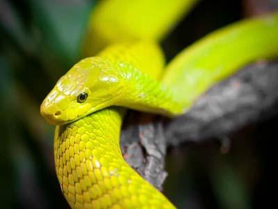50 удивительных фото змей накануне года Змеи