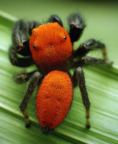 Невероятные насекомые в объективе Томаса Шахана