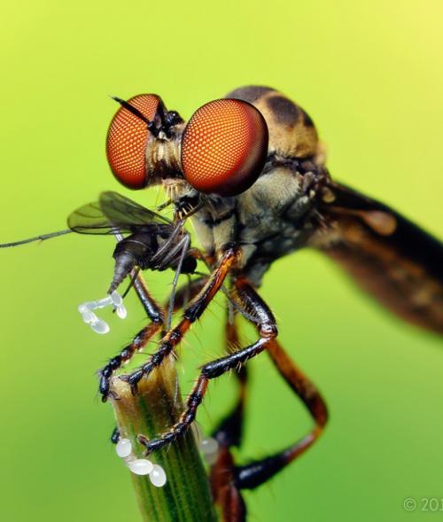 Невероятные насекомые в объективе Томаса Шахана