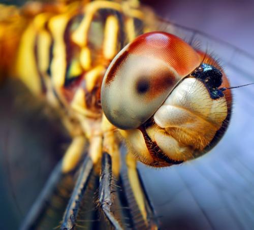 Невероятные насекомые в объективе Томаса Шахана