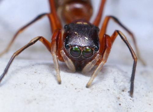 Невероятные насекомые в объективе Томаса Шахана