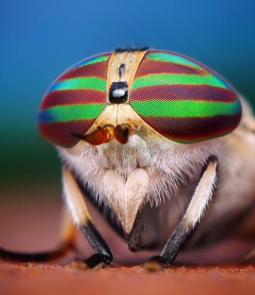 Невероятные насекомые в объективе Томаса Шахана