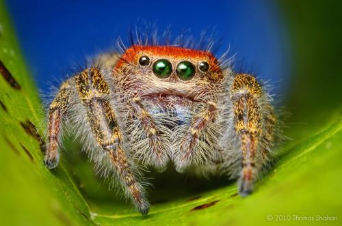 Невероятные насекомые в объективе Томаса Шахана