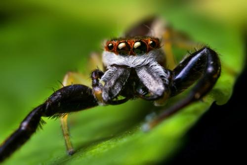 Невероятные насекомые в объективе Томаса Шахана