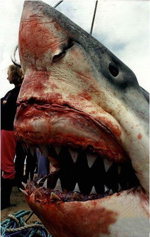 Акула-гигант истекла кровью