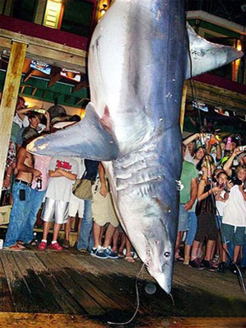 Акула-гигант истекла кровью