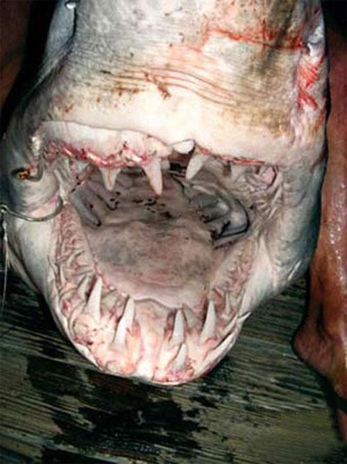 Акула-гигант истекла кровью