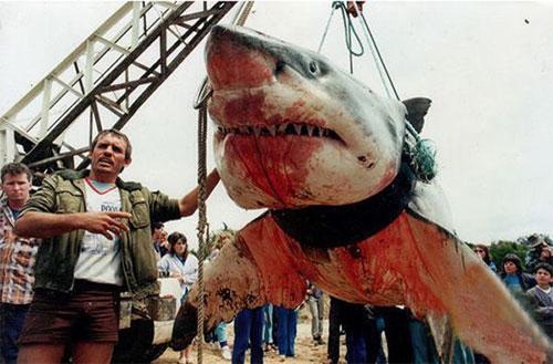 Акула-гигант истекла кровью