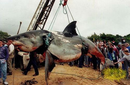 Акула-гигант истекла кровью