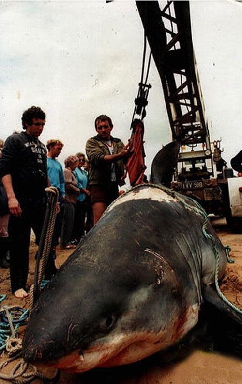 Акула-гигант истекла кровью