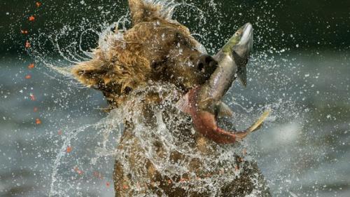 Лучшие фото дикой природы «Veolia Environnement Wildlife Photographer of the Year»-2013