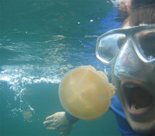 Царство медуз в Палау