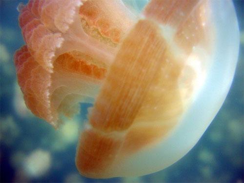 Царство медуз в Палау