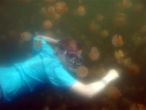 Царство медуз в Палау