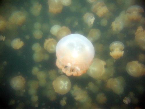 Царство медуз в Палау