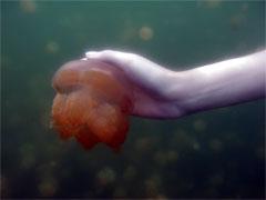 Царство медуз в Палау