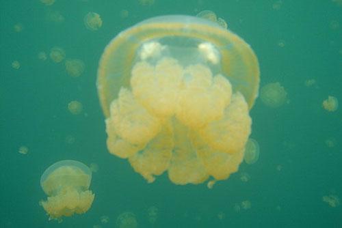 Царство медуз в Палау