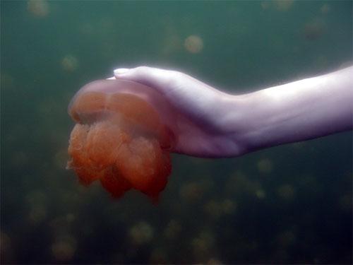 Царство медуз в Палау