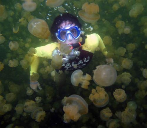 Царство медуз в Палау