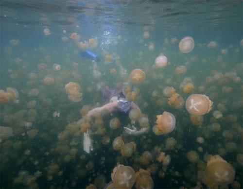 Царство медуз в Палау