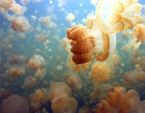 Царство медуз в Палау