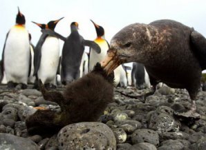 Лучшие фото природы по версии Британского экологического общества