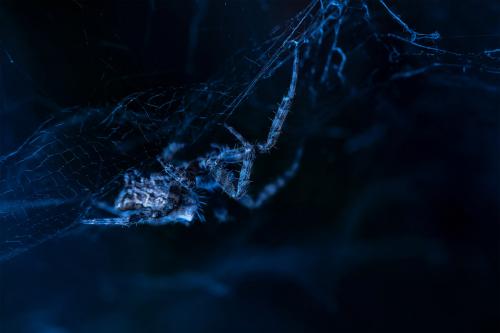 Лучшие фото природы по версии Британского экологического общества