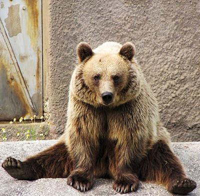 В зоопарке Финляндии поселилась медведица-йог