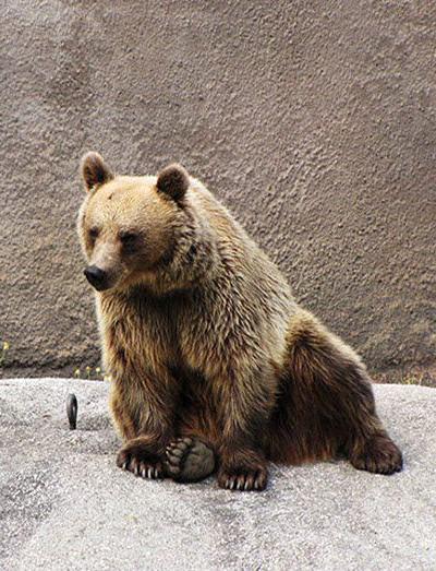 В зоопарке Финляндии поселилась медведица-йог