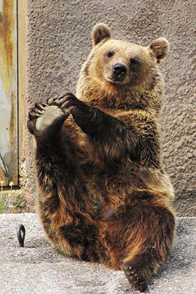 В зоопарке Финляндии поселилась медведица-йог