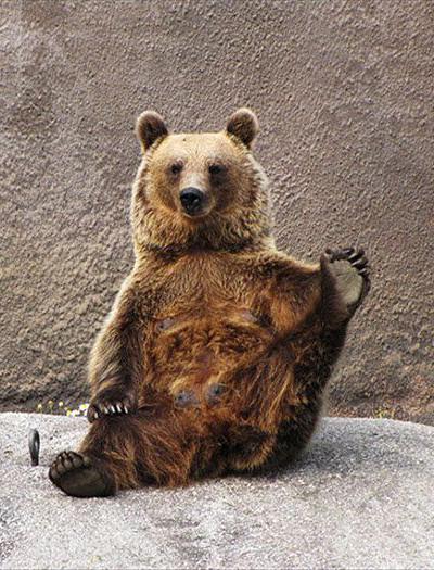 В зоопарке Финляндии поселилась медведица-йог