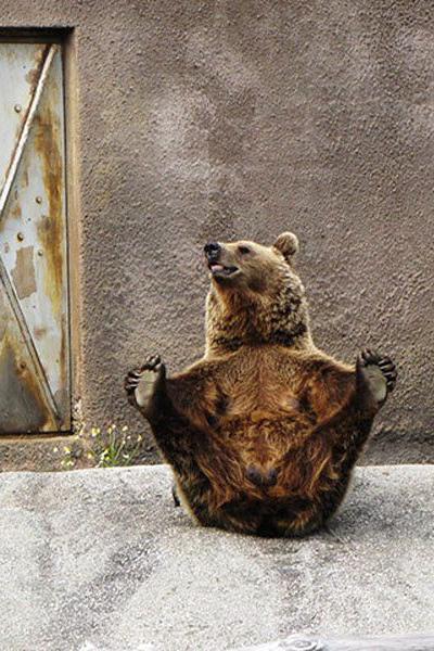 В зоопарке Финляндии поселилась медведица-йог